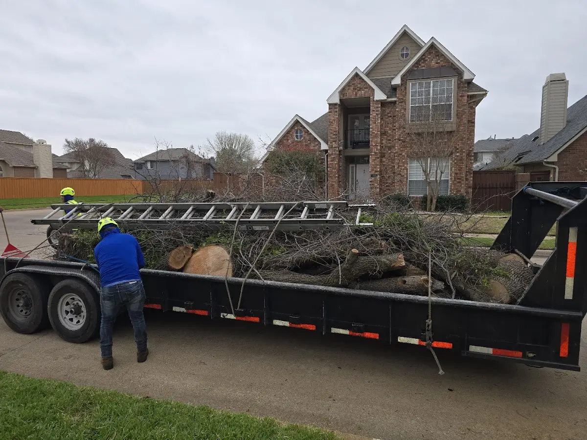 Expert Tree Pest Control with proper safety equipment in Orlando
